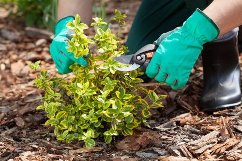 East Sheen garden maintenance with lawn and hedge care