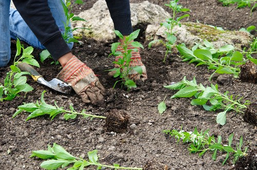 Garden maintenance in East Sheen with tidy lawns and planted borders