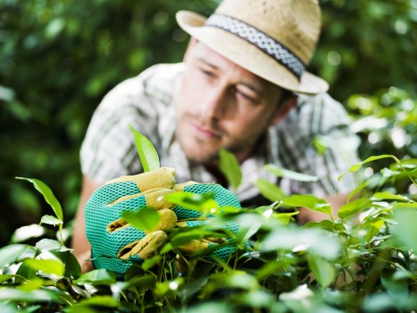 Professional garden maintenance in East Sheen focusing on healthy shrubs and borders