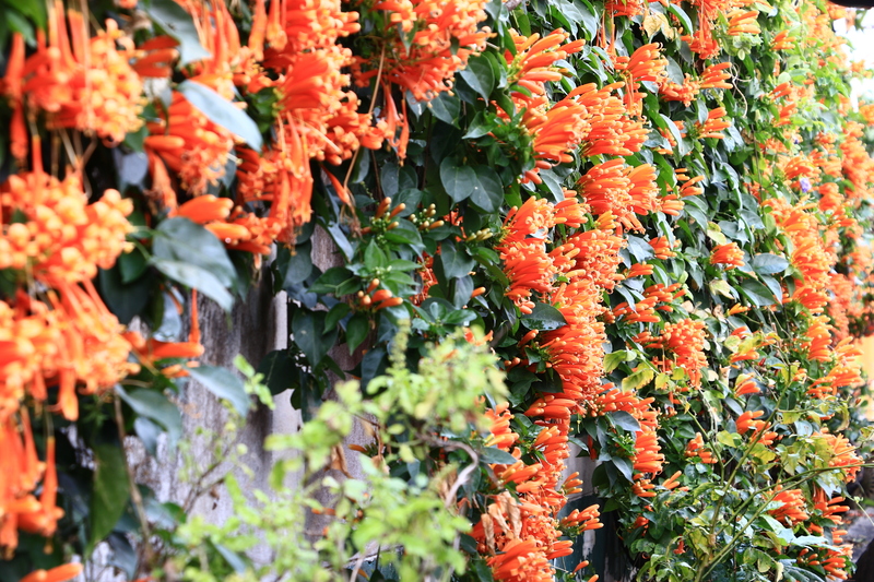 garden landscaping garden design