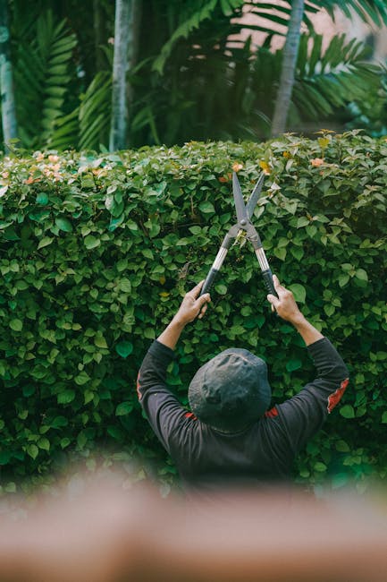 A gardener wearing a black hat and dark clothing is trimming a neatly shaped hedge in a lush garden. The hedge has dense, vibrant green leaves and is situated alongside a paved pathway bordered by tro