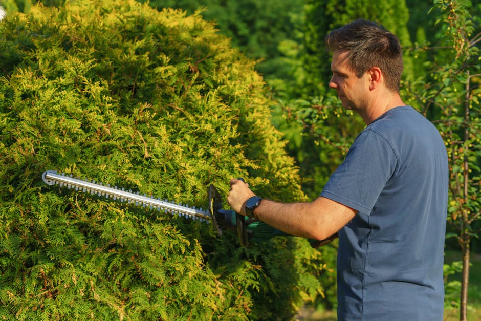 A gardener wearing a black hat and dark clothing is trimming a neatly shaped hedge in a lush garden. The hedge has dense, vibrant green leaves and is situated alongside a paved pathway bordered by tro