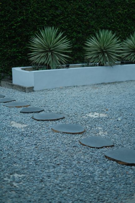 A landscaped garden feature with a gravel pathway leading to a white raised flower bed border, housing two symmetrical, spiky-leaved plants with silvery-green foliage. Behind the border, a dense hedge